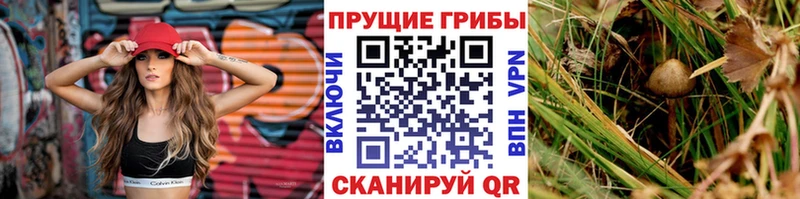 хочу   Сорочинск  Псилоцибиновые грибы Magic Shrooms 